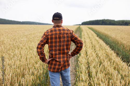 A farmer stands in a wheat field and inspects it before harvest. Agricultural industry © Yevhenii Kukulka