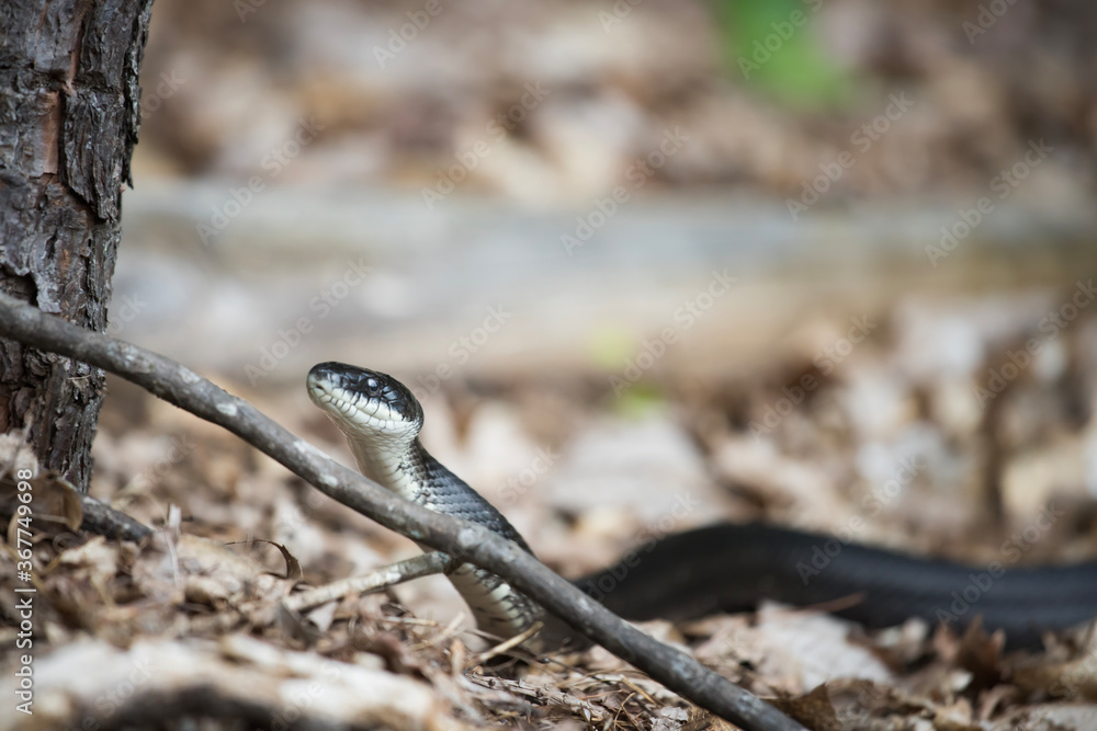 Fototapeta premium A North American Black Snake slithers through leaves on the forest floor. Black snakes are generally harmless. They are also known as Rat Snakes and are not poisonous.