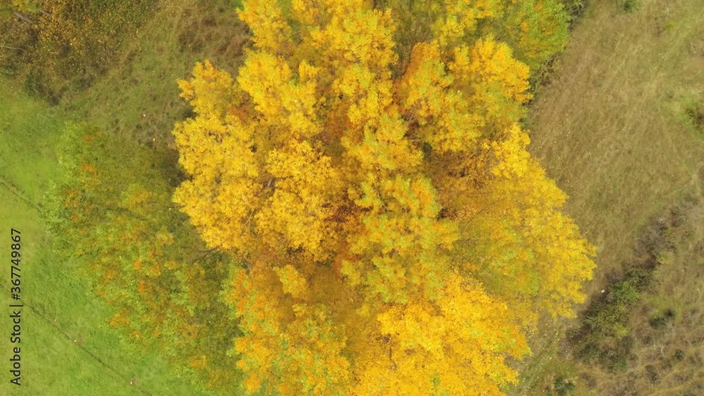 Beautiful Autumn trees in yellow on autumn day. Aerial Drone Footage Beautiful Autumn trees in yellow on autumn day. Aerial Drone Footage