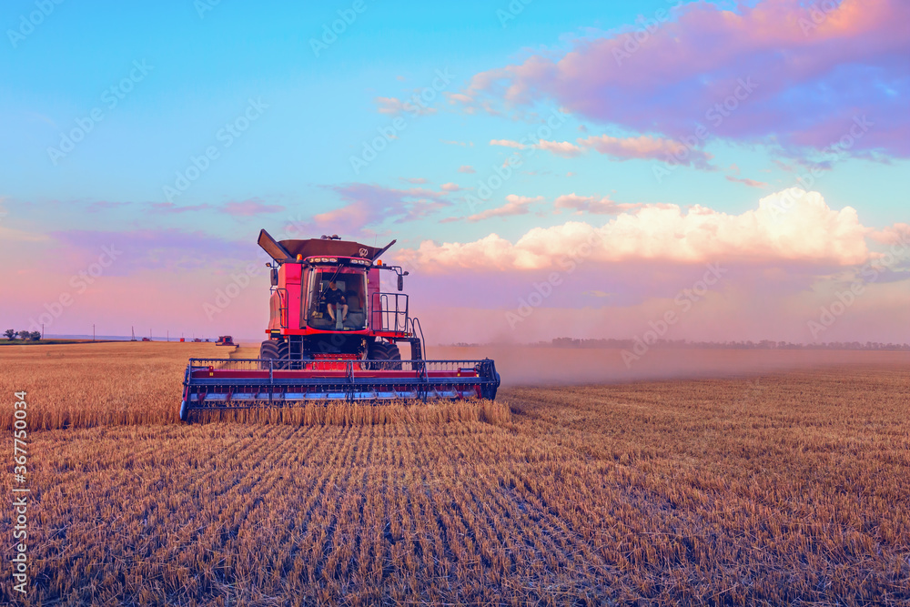Fototapeta premium Harvesting grain in the field. Bright, morning, summer landscape with a combine harvester.