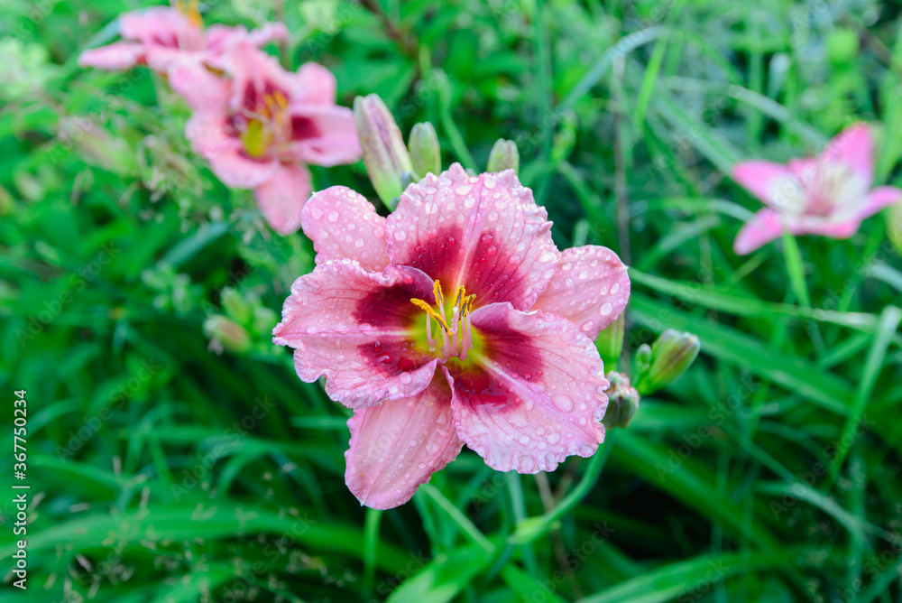 daylily flower Hemerocallis daylily flower Hemerocallis