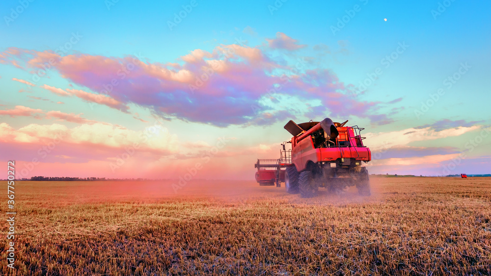 Fototapeta premium Harvesting grain in the field. Bright, morning, summer landscape with a combine harvester.