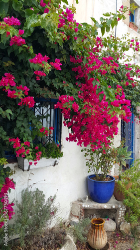Beautiful bougainvillea bush and decoration in the garden at the house