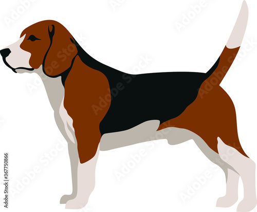Simple Vector of Beagle Dog