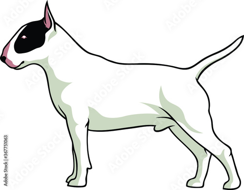 Simple Vector of English Bull Terrier Dog