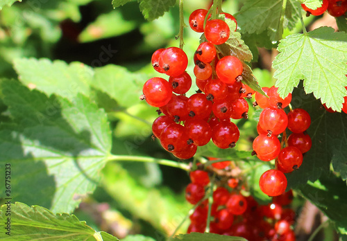 Ripe red currants hanging from bush ready for harvest.