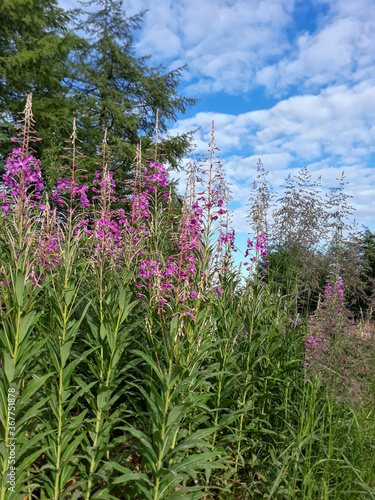 purple flowers in the mountains