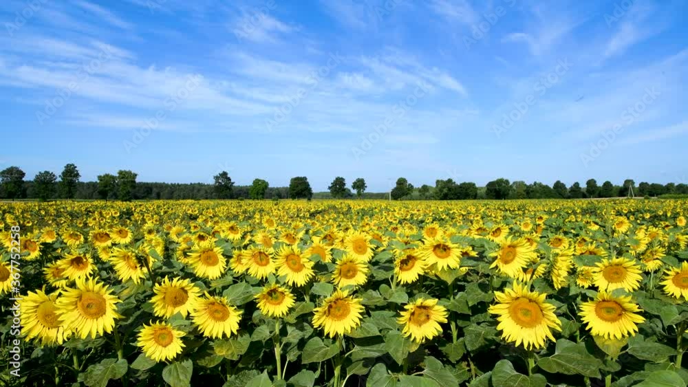 Beautiful summer day over sunflower field Beautiful summer day over sunflower field