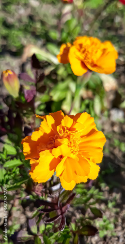 yellow flower in the garden