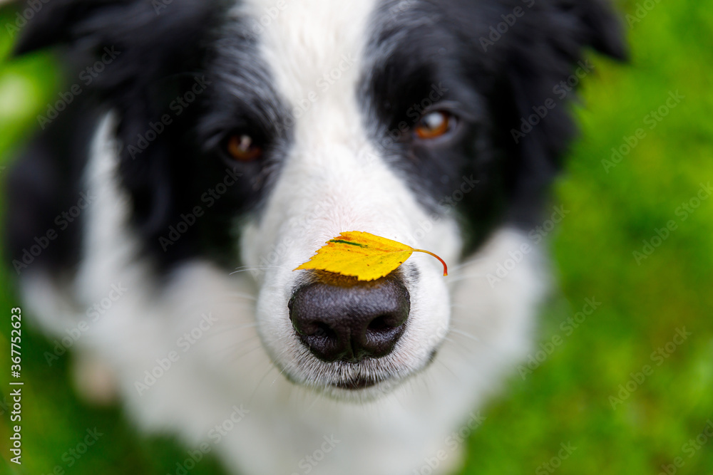 Fototapeta premium Outdoor portrait of cute funny puppy dog border collie with yellow fall leaf on nose sitting in autumn park. Dog sniffing autumn leaves on walk. Close Up selective focus. Funny pet concept