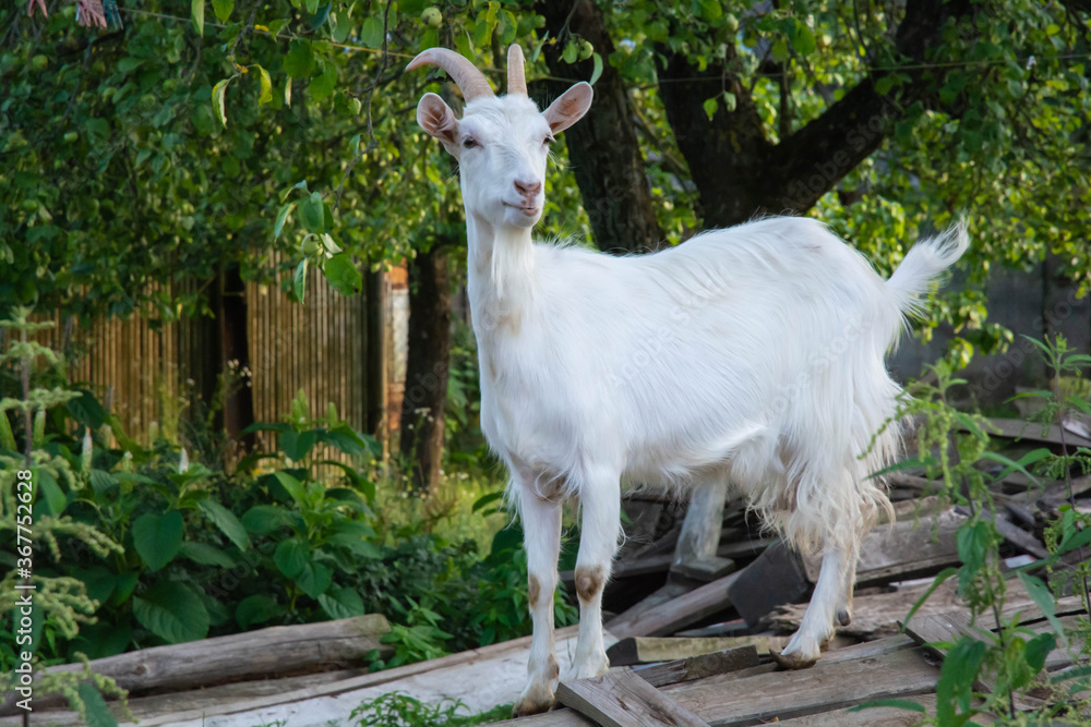 Obraz premium the goat escaped from the aviary into the garden