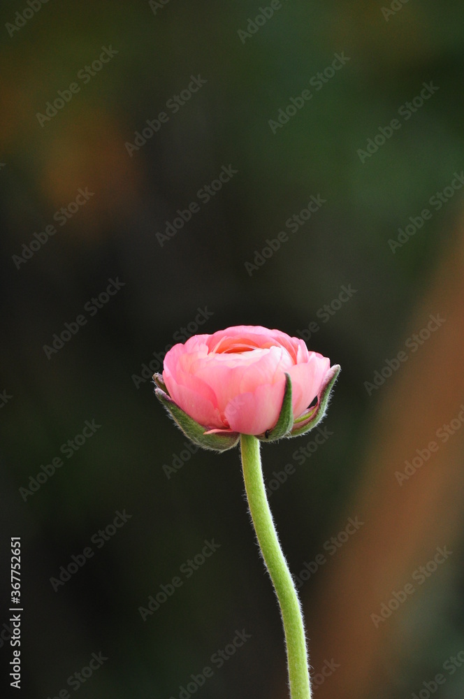Pink flower on green and orange background Pink flower on green and orange background