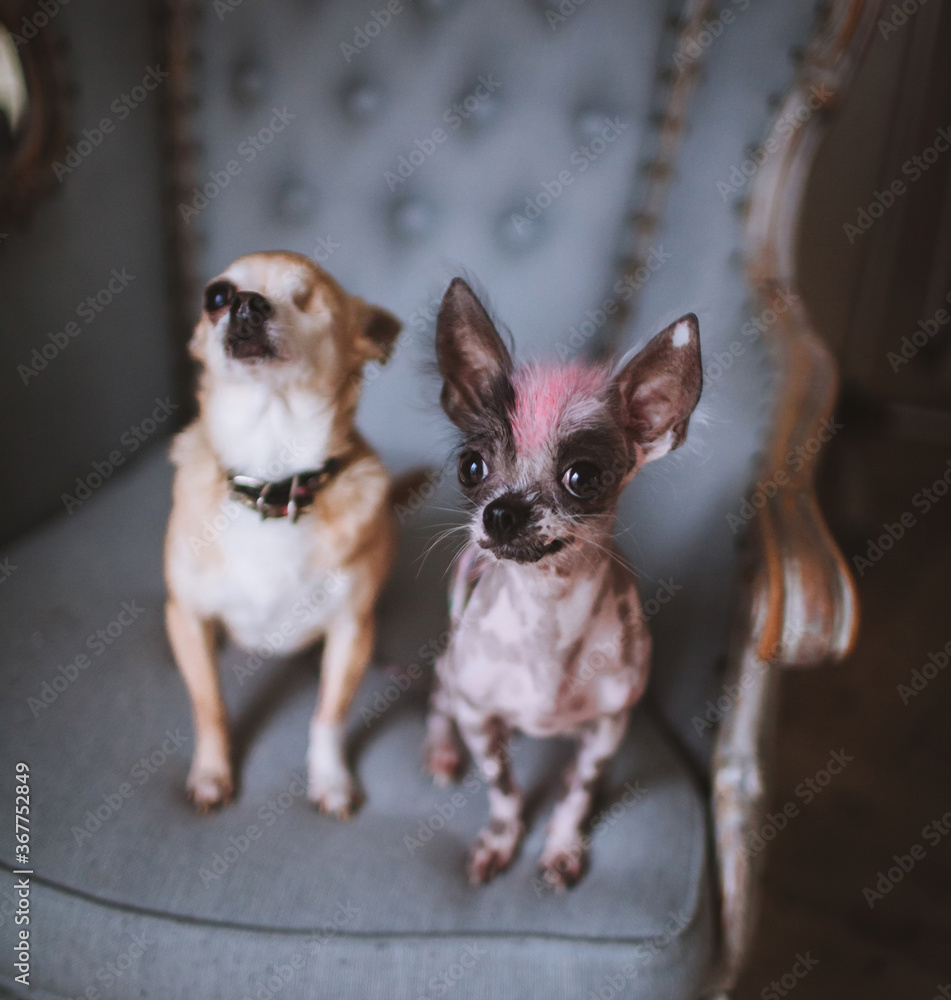 Hairless dog chihuahua dog and on a chair