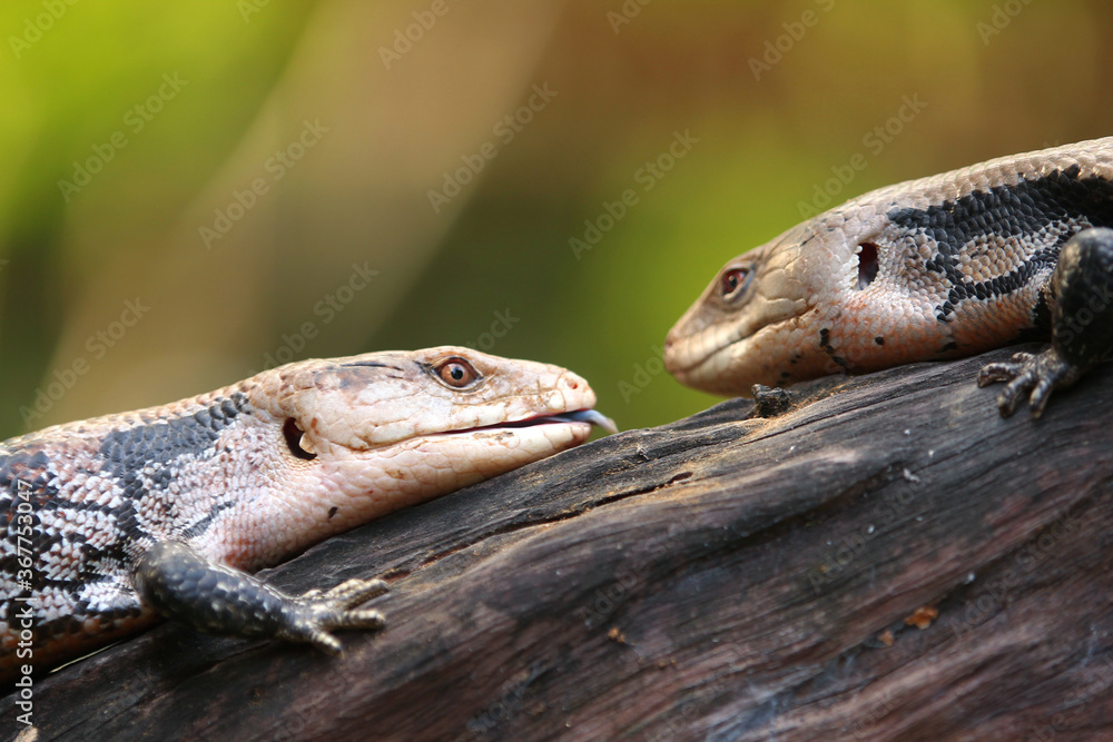 Obraz premium Blue-tongued skinks They are commonly called blue-tongued lizards or simply blue-tongues or blueys in Australia.