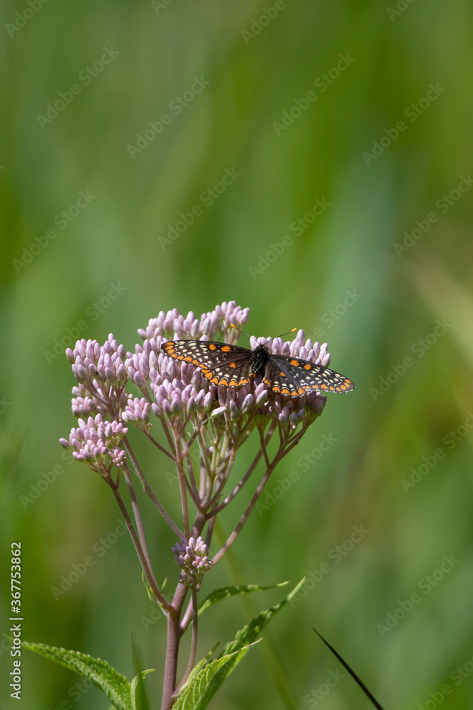 Baltimore Checker-spot Butterfly feeding on nectar Baltimore Checker-spot Butterfly feeding on nectar