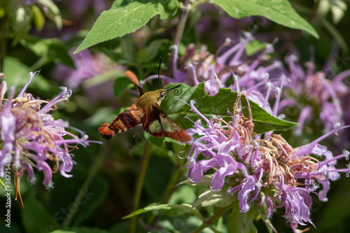 Hummingbird or Clearwing moth feeding on nectar photo