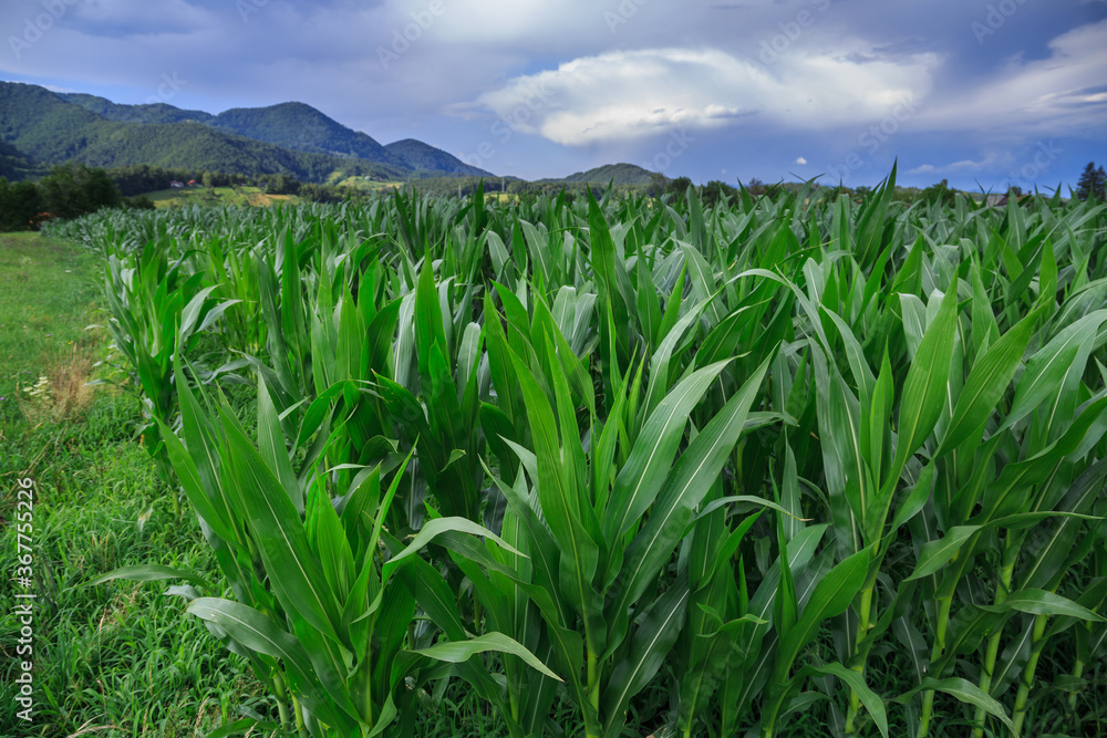 Fototapeta premium corn field in countryside