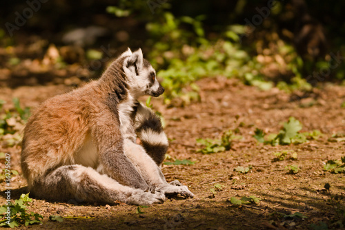 Ring tailed lemur (Lemur catta)