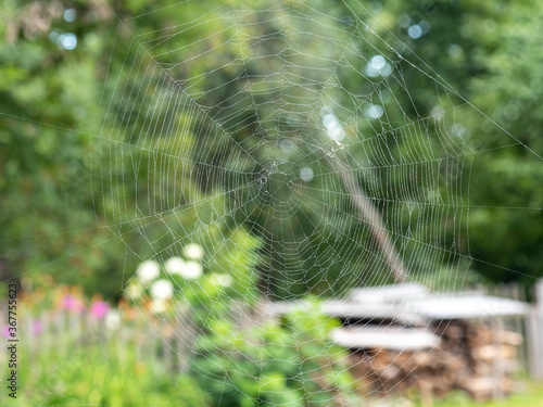 Beautiful spider web with water drops close-up. In the background a blurry summer landscape