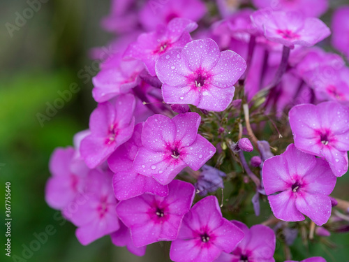 Purple flame flowers of phlox. Flowering garden phlox  perennial or summer phlox in the garden on a sunny day.Close up