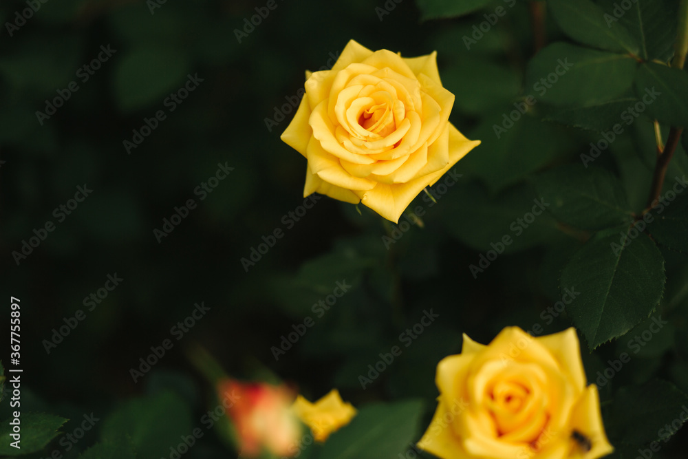 Close up of yellow roses in greenhouse Close up of yellow roses in greenhouse