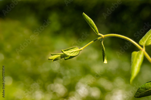 Young green stem on a natural background on a sunny day. Place for text.