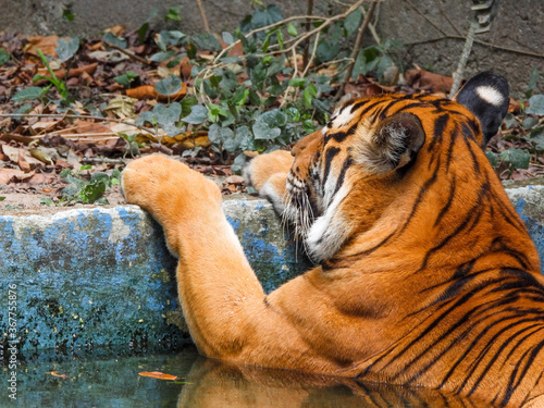 Bengal Tiger closeup with selective focus