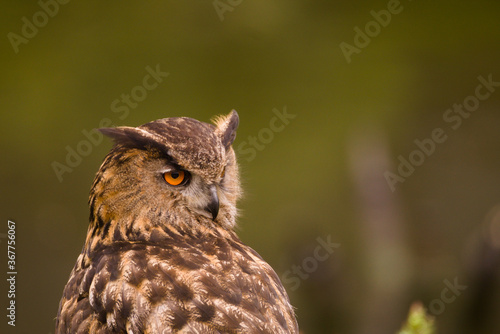 Beautiful staring eagle-owl (bubo bubo)