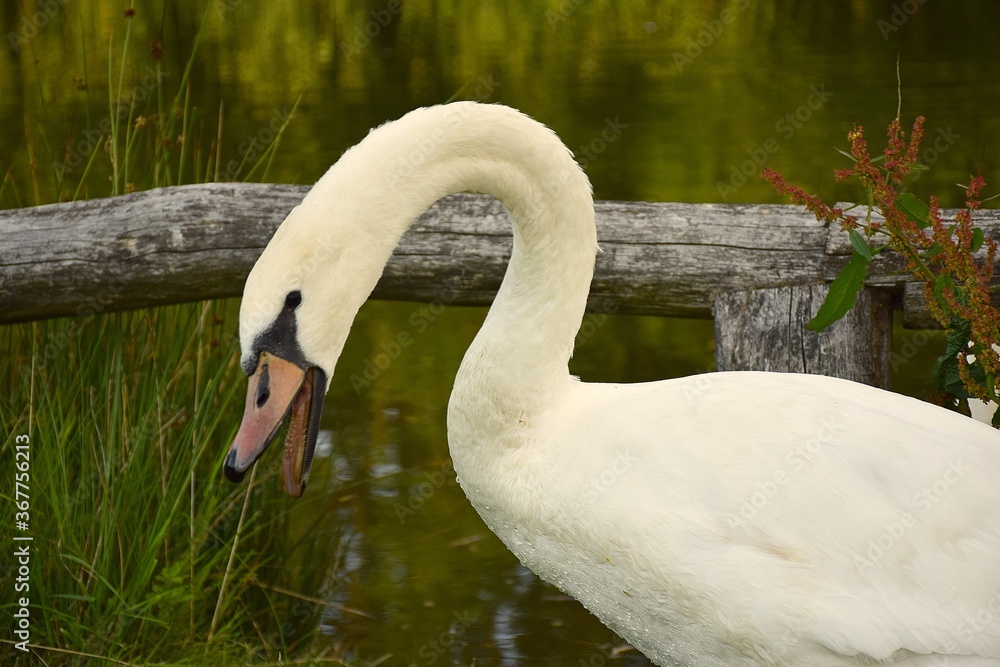 Swan - obrazy, fototapety, plakaty 