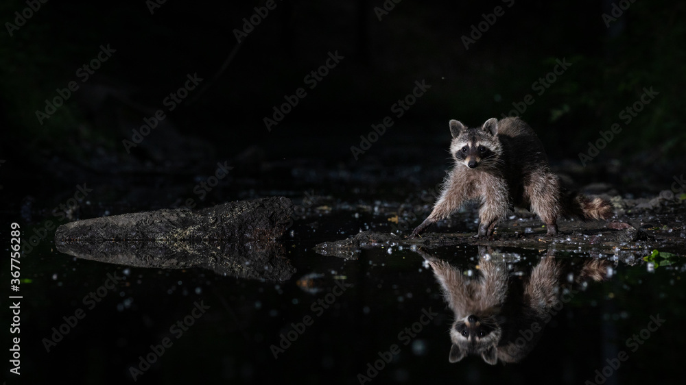 Waschbär mit Spiegelung in einem Kanal bei Nacht Waschbär mit Spiegelung in einem Kanal bei Nacht