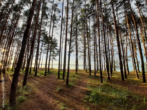 Fototapeta Naklejka Na Ścianę i Meble -  sanatorium area with forest at baltic  sea region