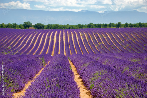 Lavendelfeld in Reihen, Provence, Frankreich