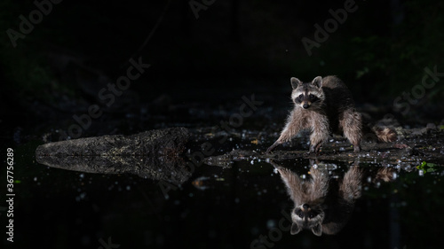 Waschbär mit Spiegelung in einem Kanal bei Nacht