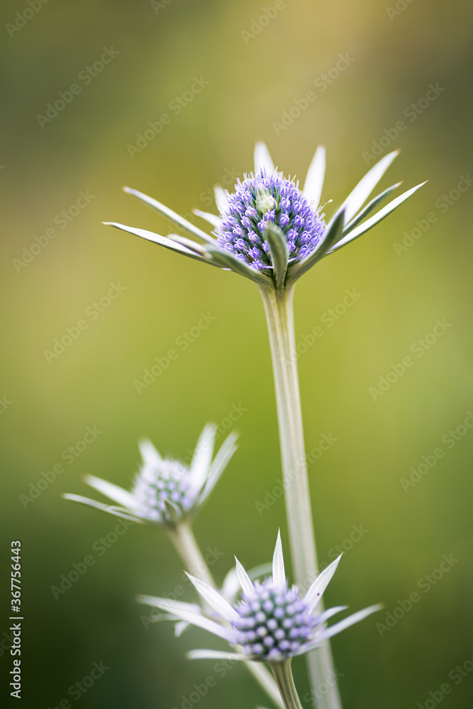 pretty blue purple wild flower, eryngium bourgatii, flowering in summer in Palencia, Spain. pretty blue purple wild flower, eryngium bourgatii, flowering in summer in Palencia, Spain.