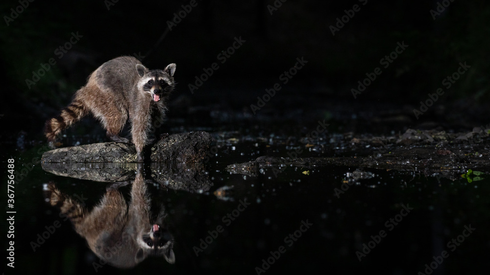 Obraz premium Waschbär mit Spiegelung in einem Kanal bei Nacht