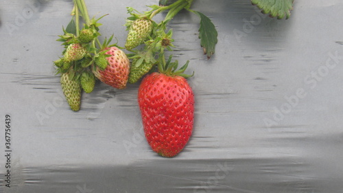 Strawberry plantation in the city of Dali in China.