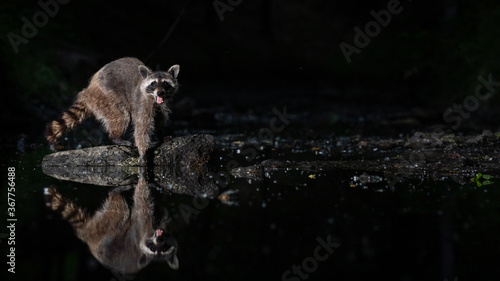 Wallpaper Mural Waschbär mit Spiegelung in einem Kanal bei Nacht Torontodigital.ca