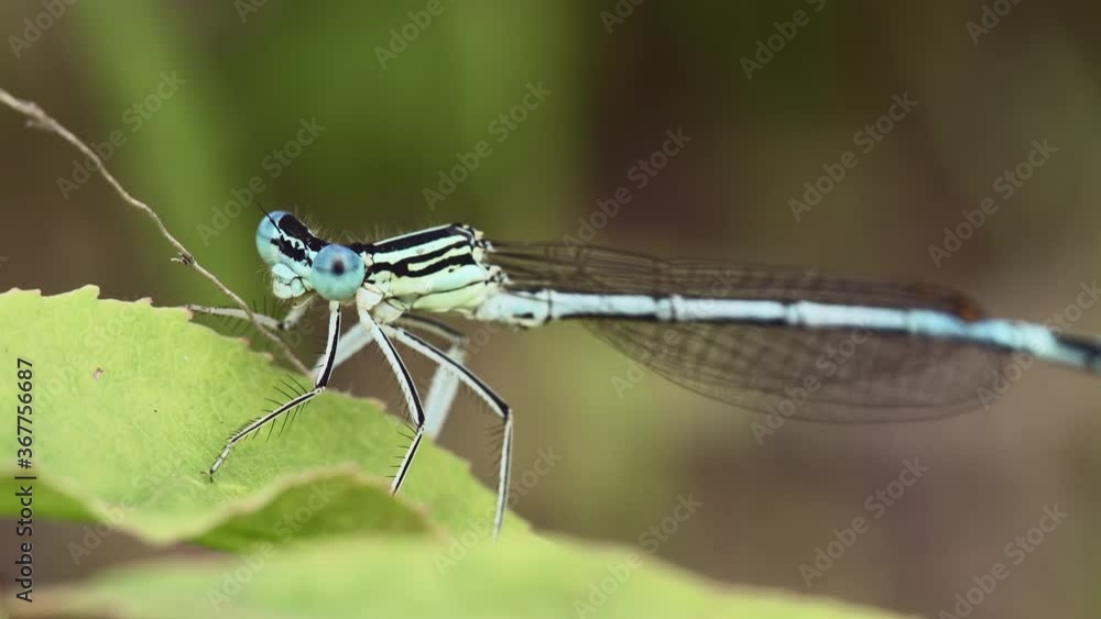 Macro shot of Common Blue Damselfly (Enallagma cyathigerum) on green leaf of plant. Macro shot of Common Blue Damselfly (Enallagma cyathigerum) on green leaf of plant.