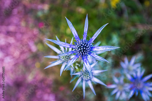 pretty blue purple wild flower, eryngium bourgatii, flowering in summer in Palencia, Spain.