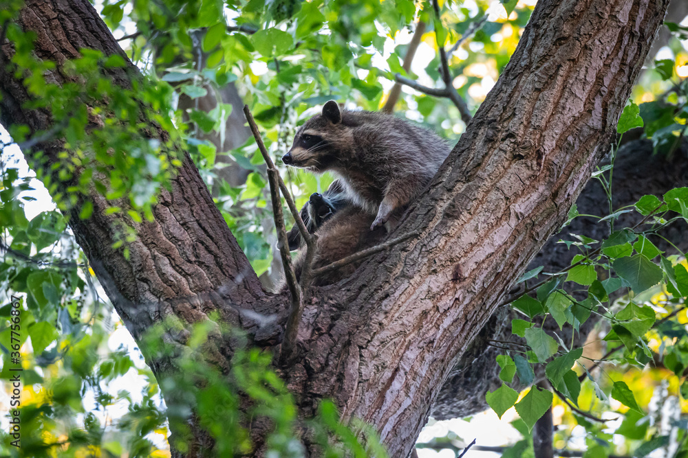 Zwei Waschbären streiten sich auf einem Baum