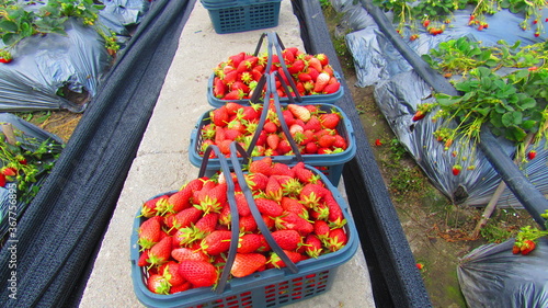 Strawberry plantation in the city of Dali in China.