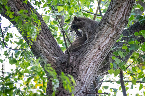 Zwei Waschbären streiten sich auf einem Baum © Marc Scharping