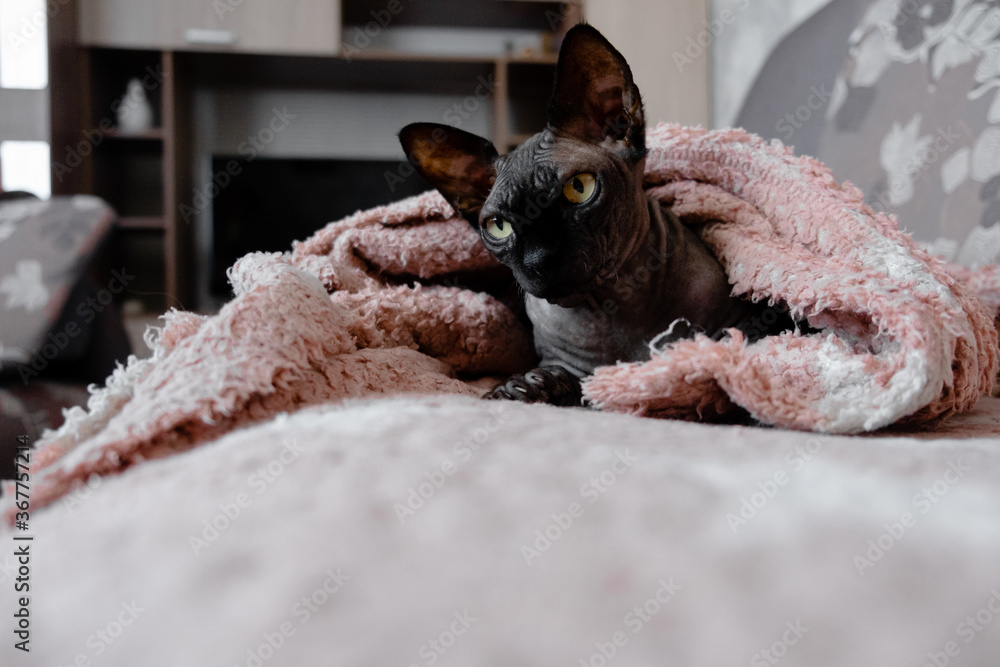 Grey  canandian spynx cat sitting relaxing. Pets and animals copyspace