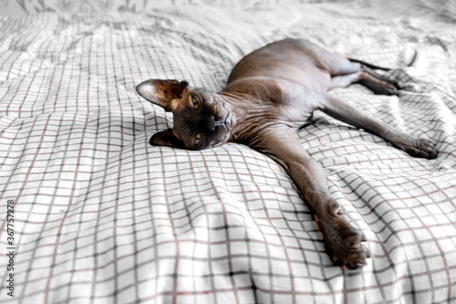 Grey  canandian spynx cat sitting relaxing. Pets and animals copyspace photo