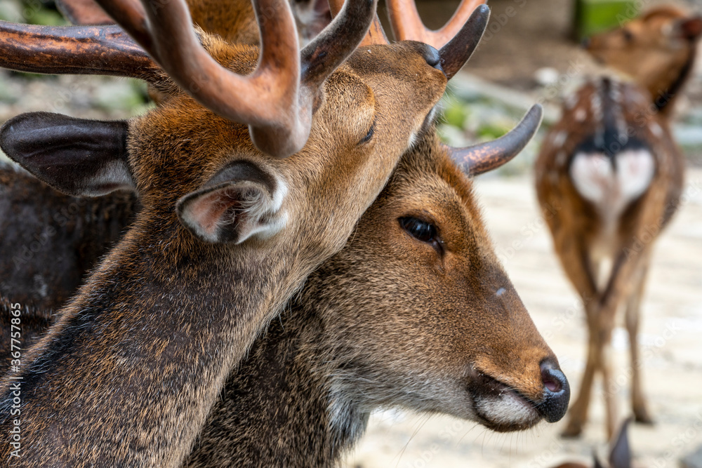 Fototapeta premium 仲良しの鹿