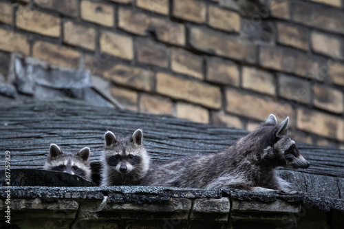 Wallpaper Mural Kleine Waschbärwelpen auf einer Ruine auf einem Friedhof Torontodigital.ca