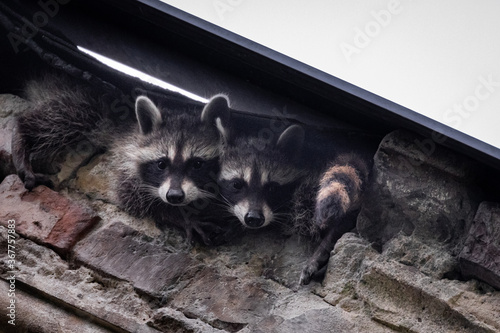Wallpaper Mural Kleine Waschbärwelpen auf einer Ruine auf einem Friedhof Torontodigital.ca