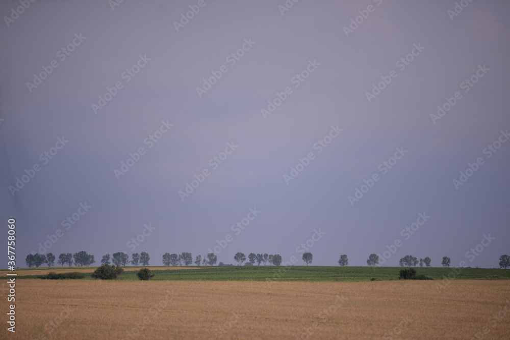 Obraz premium trees in the field with wheat and corn