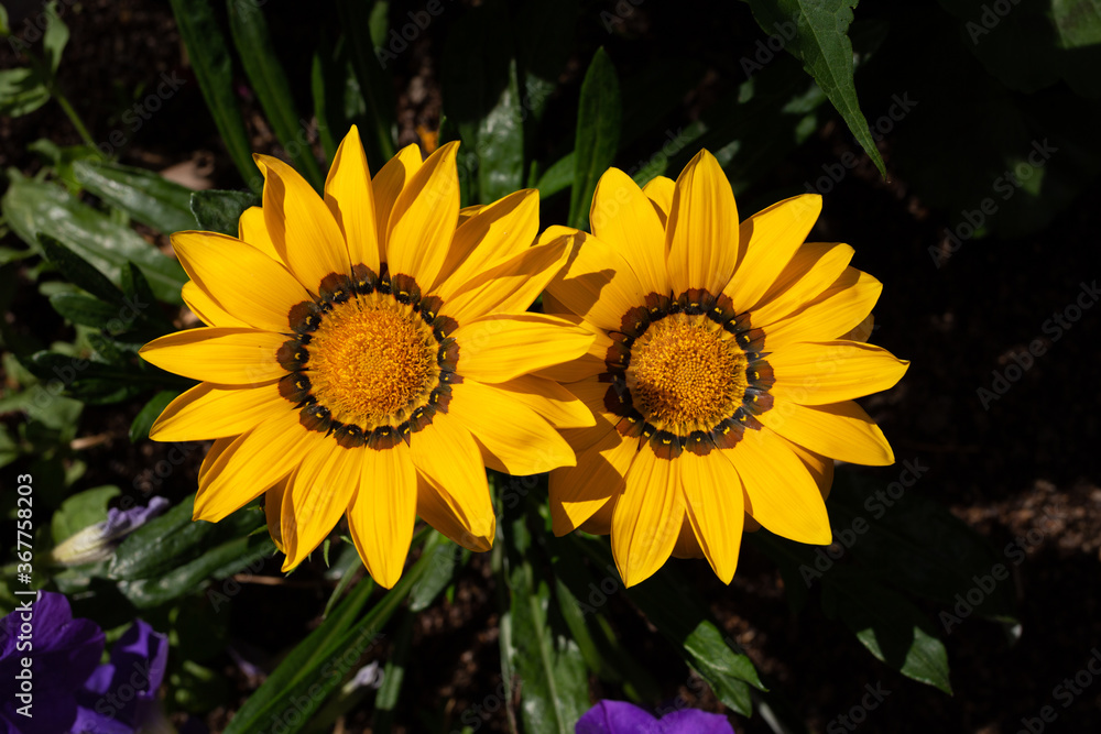 two big yellow Gazania flowers, popular yellow garden flowers for outside two big yellow Gazania flowers, popular yellow garden flowers for outside