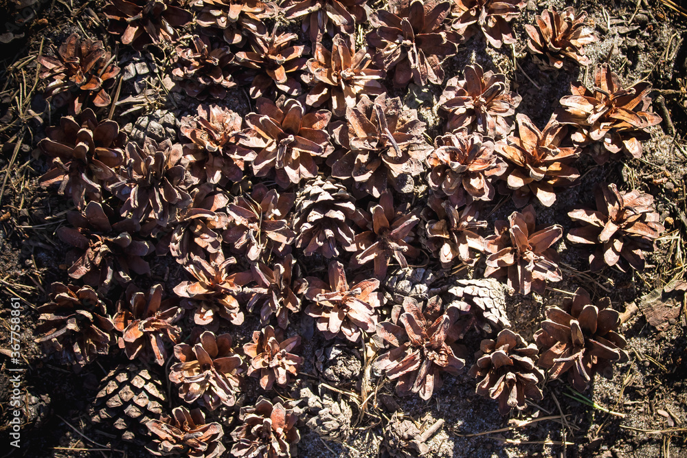 pine cones in the forest background